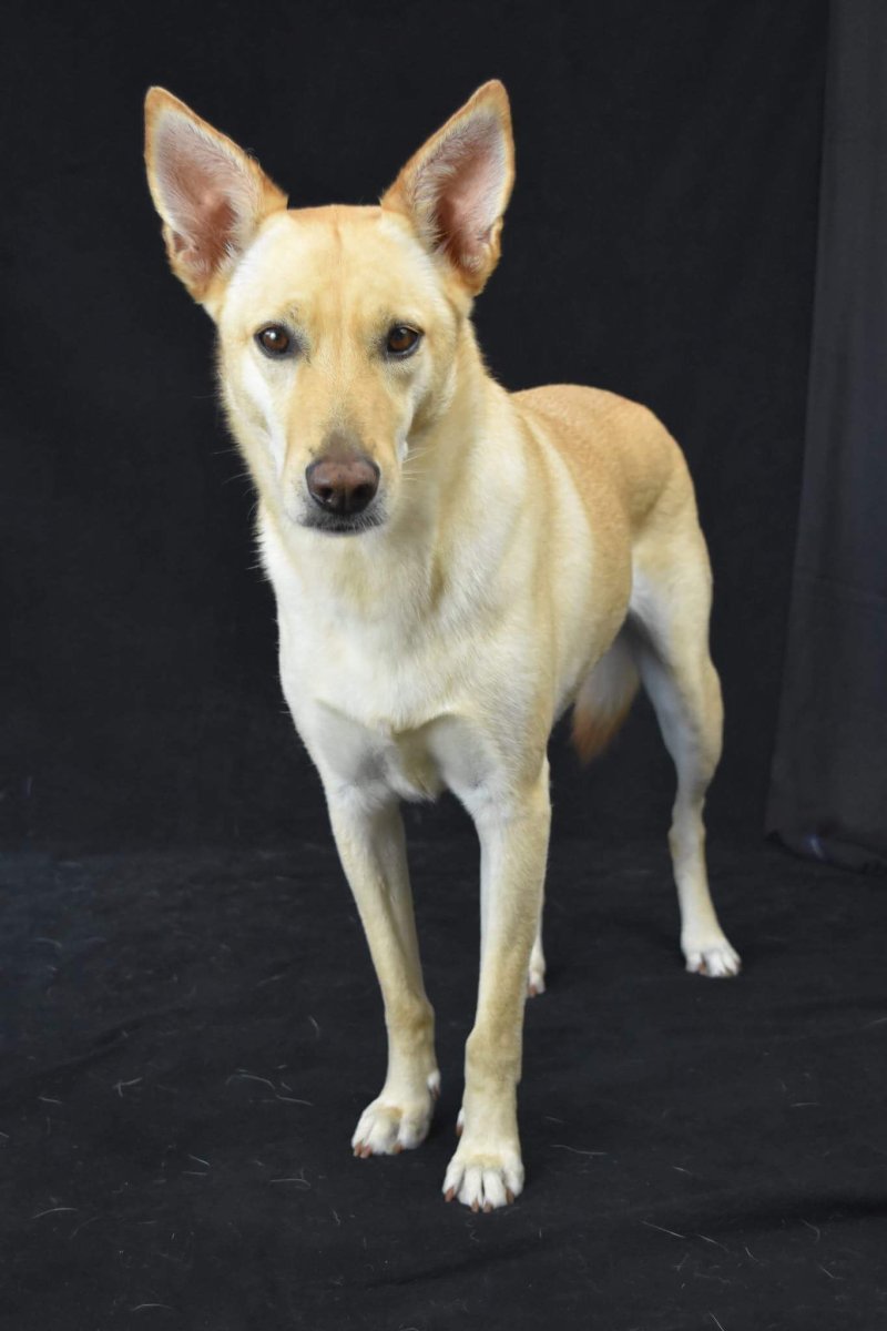 Каролина дог