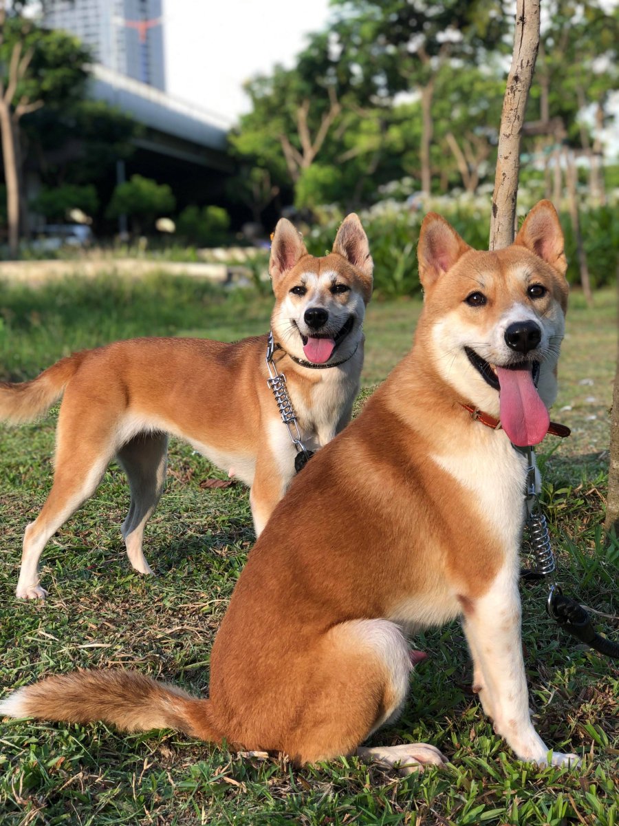 Американский Динго собака порода