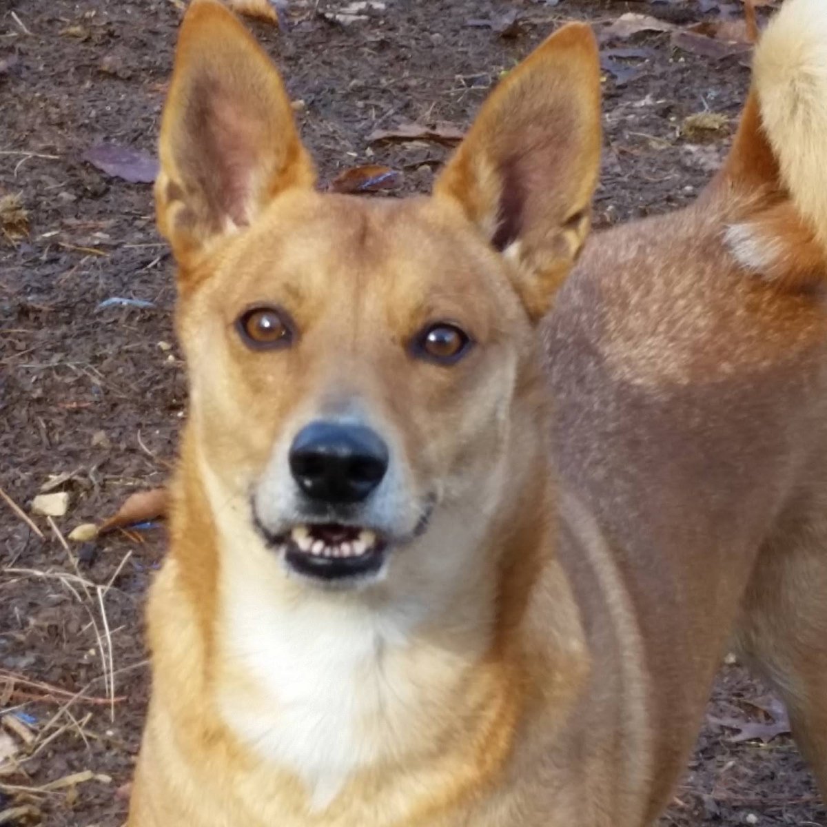 Каролинская Динго