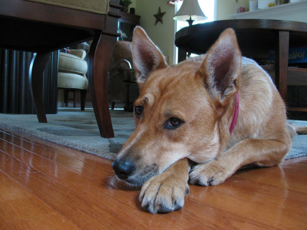 Каролинская Динго