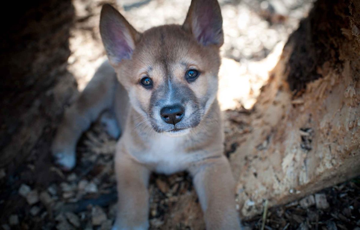 Дикая собака Динго
