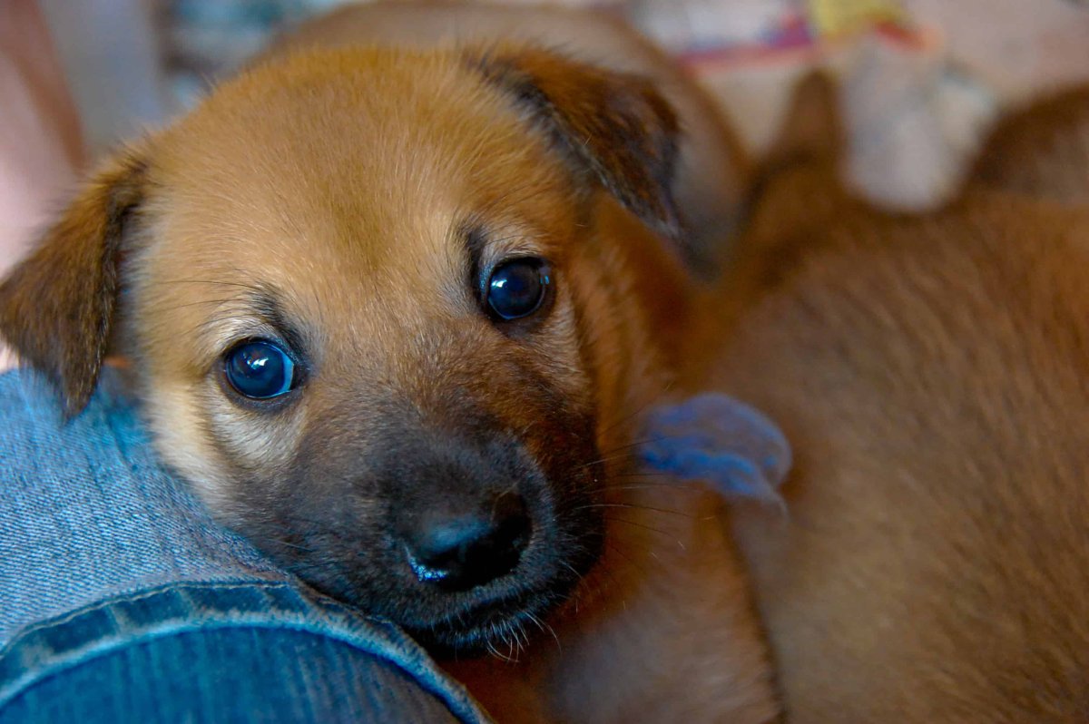 Чинук (порода собак) породы собак США