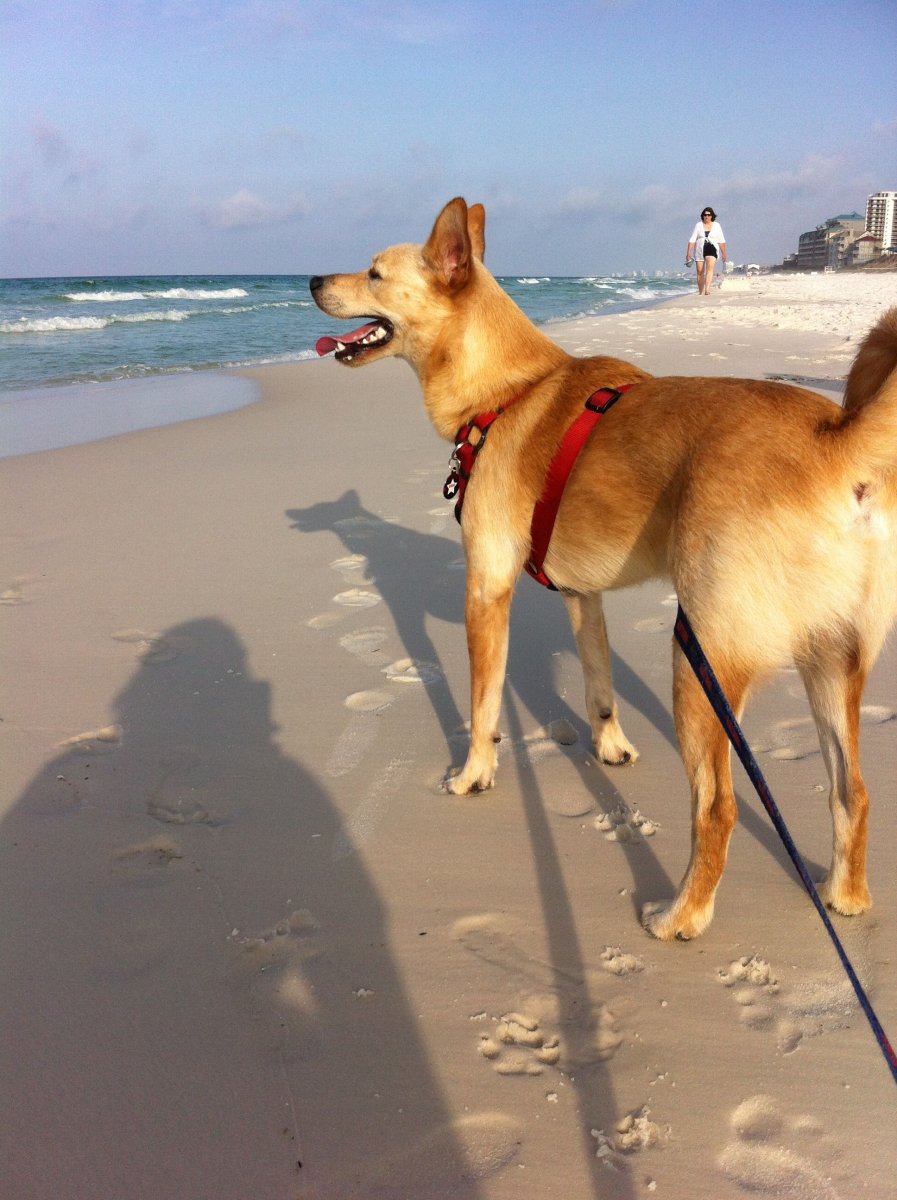 Каролинская собака американский Динго