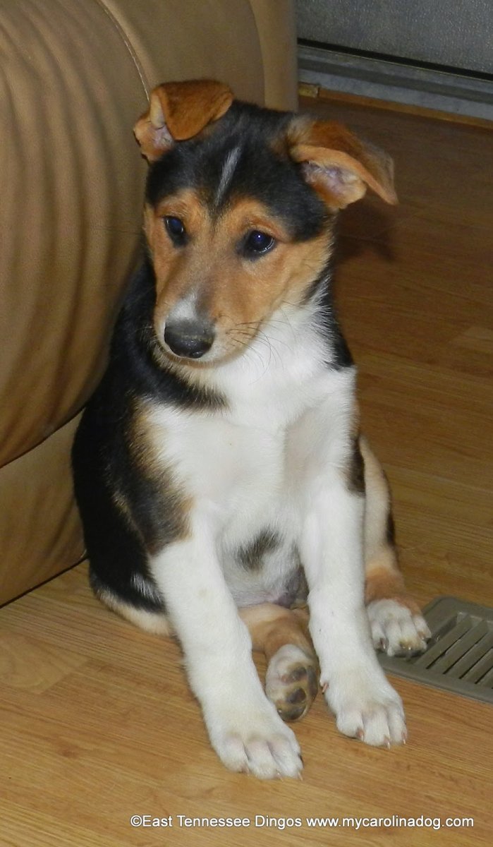 Каролинская овчарка щенки