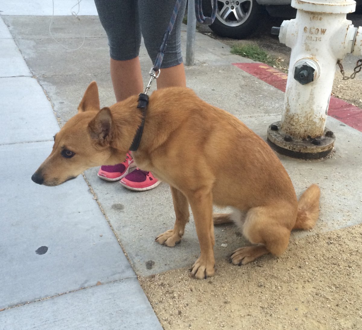 Собака Динго Каролинская