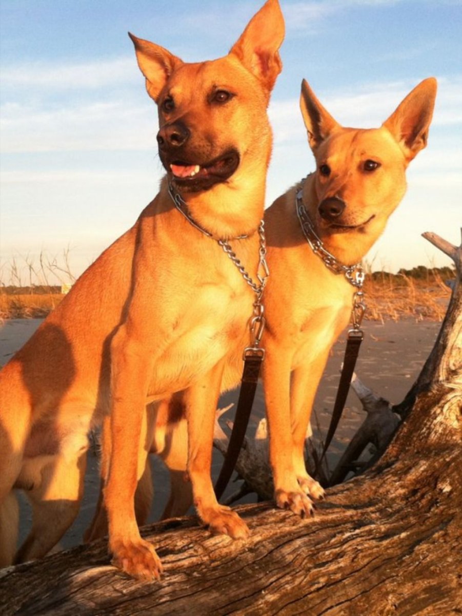 Каролинская Динго щенок