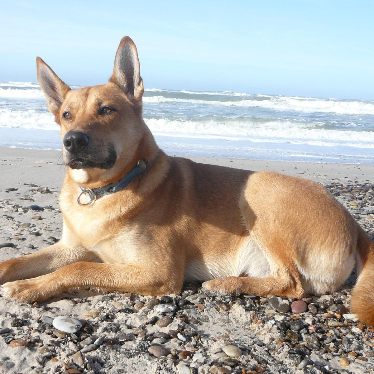 Ханаанская овчарка рыжая