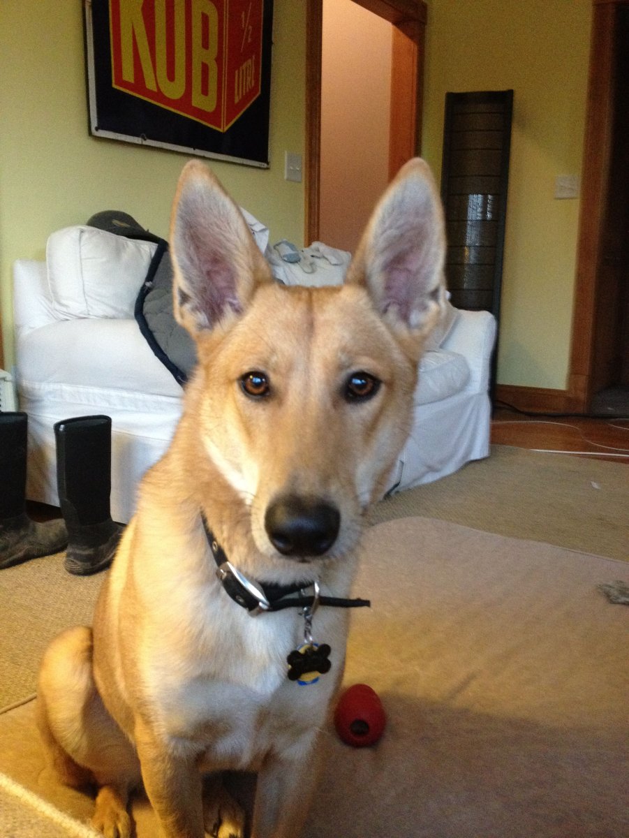 Собака Динго Каролинская