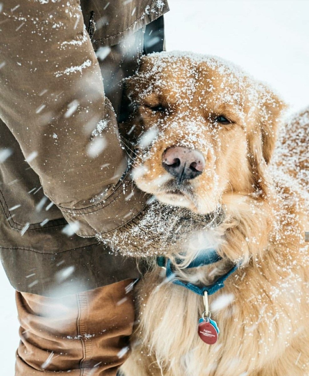 Лапы собаки на снегу