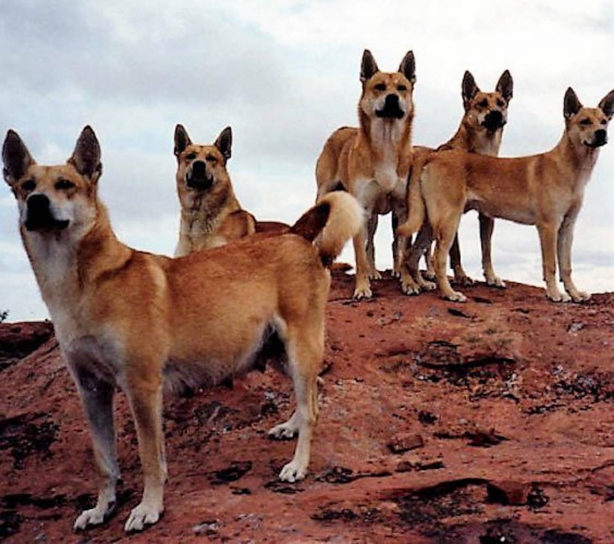 Собака Динго Каролинская