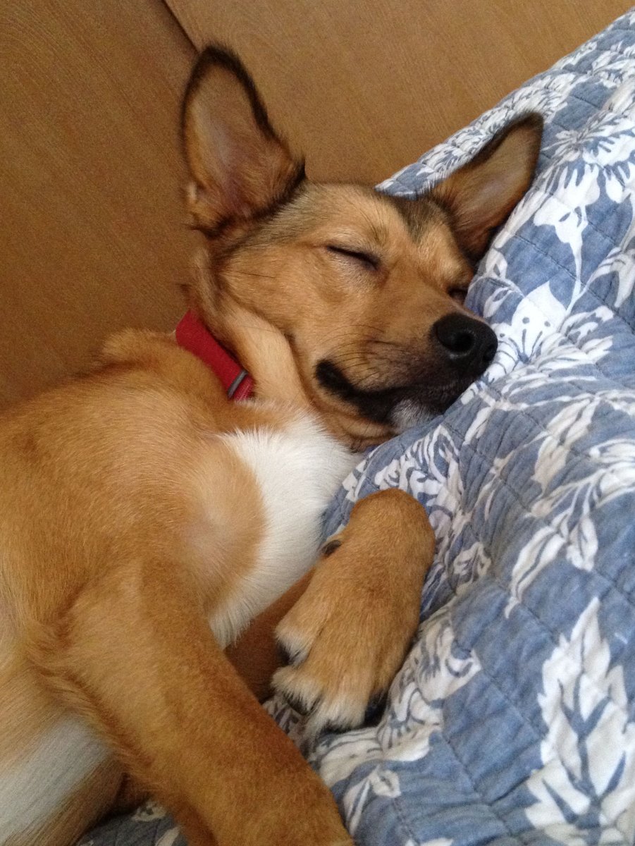 Каролинская овчарка