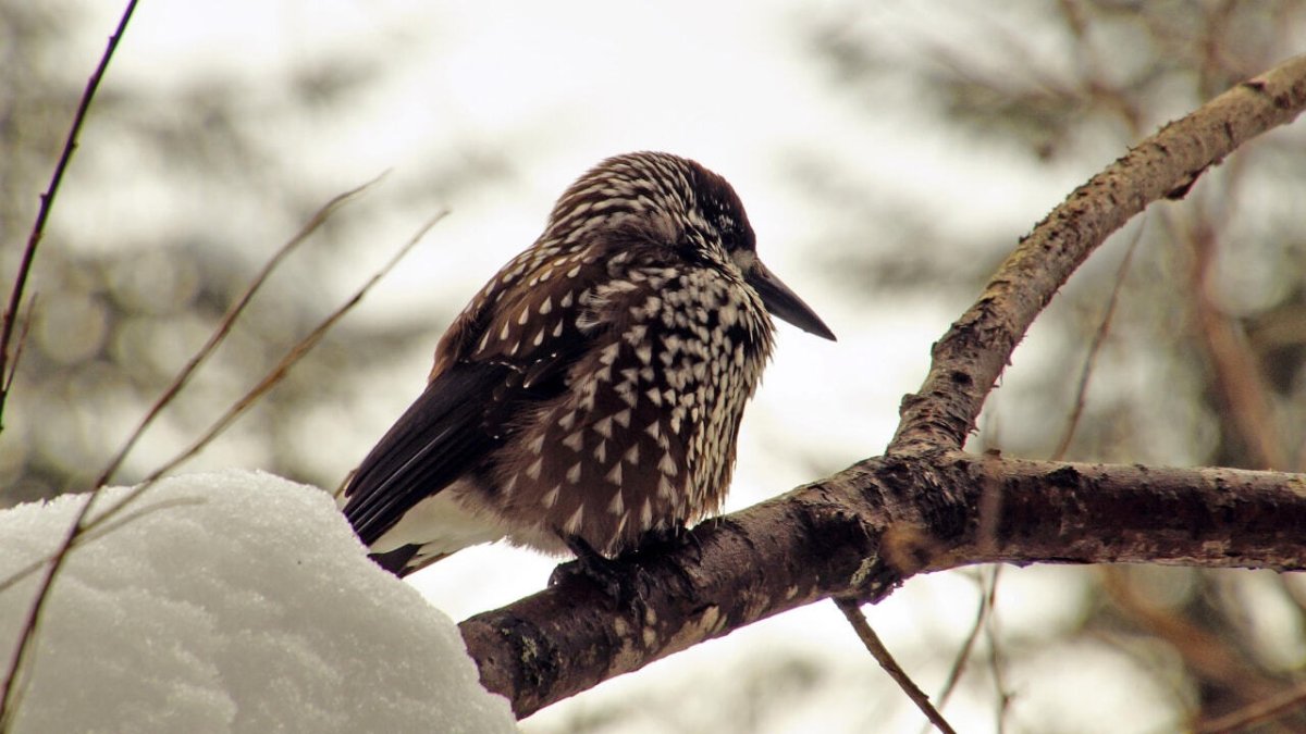 Птицы Хабаровского края