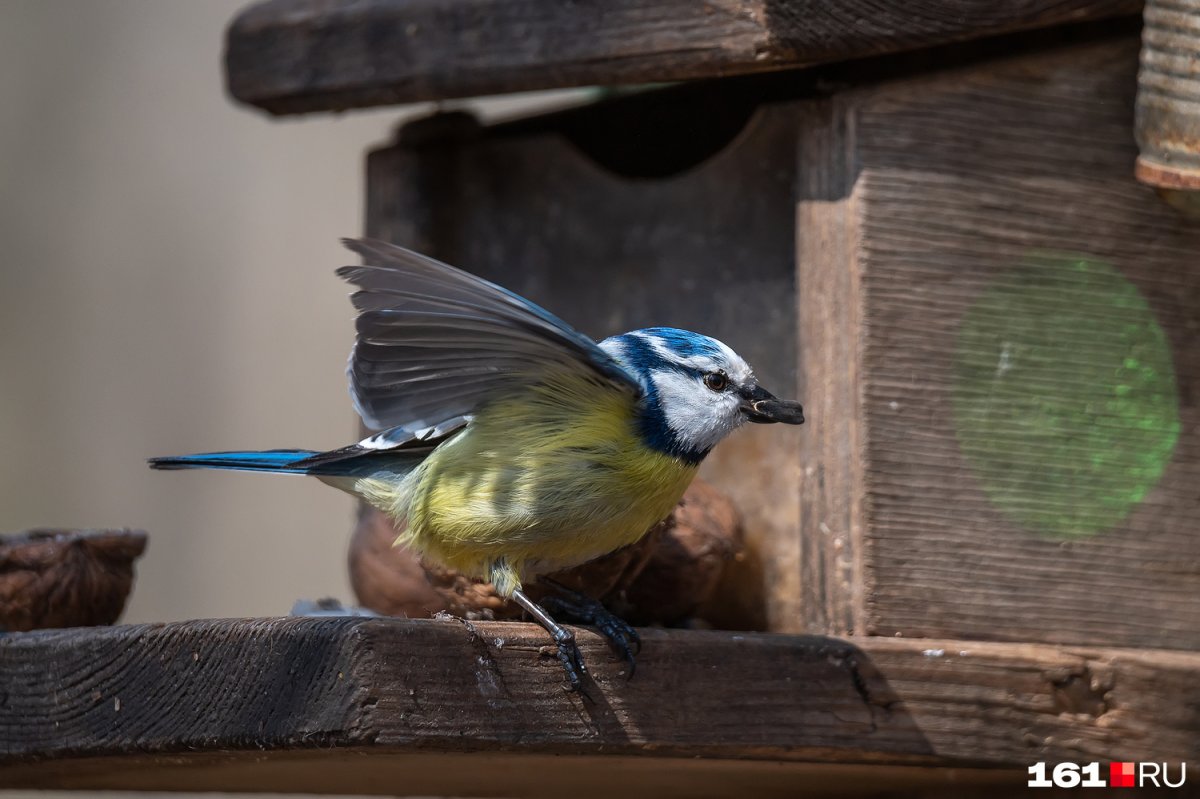 Маленькая певчая пестрая птичка