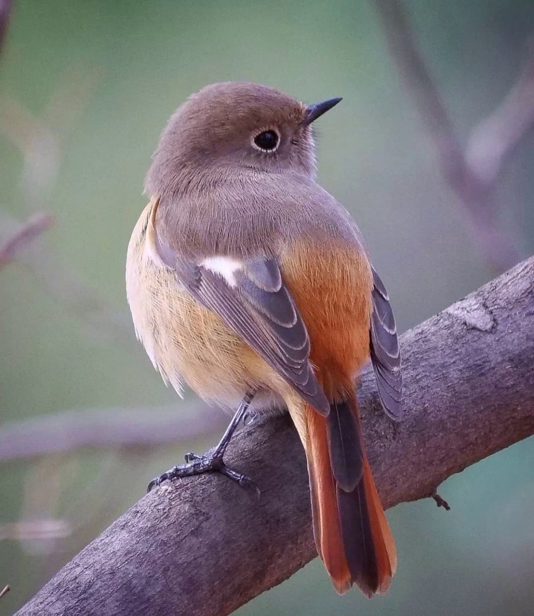 Птичка Кукша