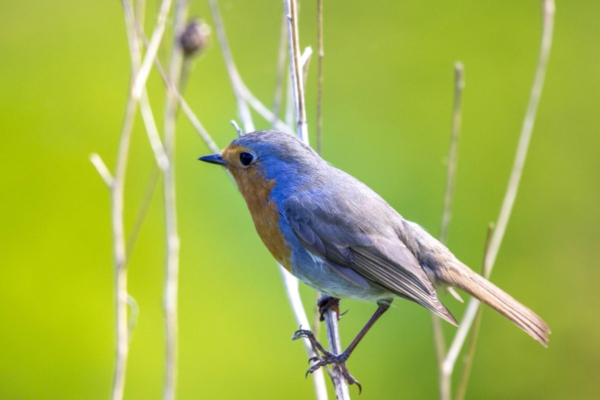 Певчие птицы России Зарянка
