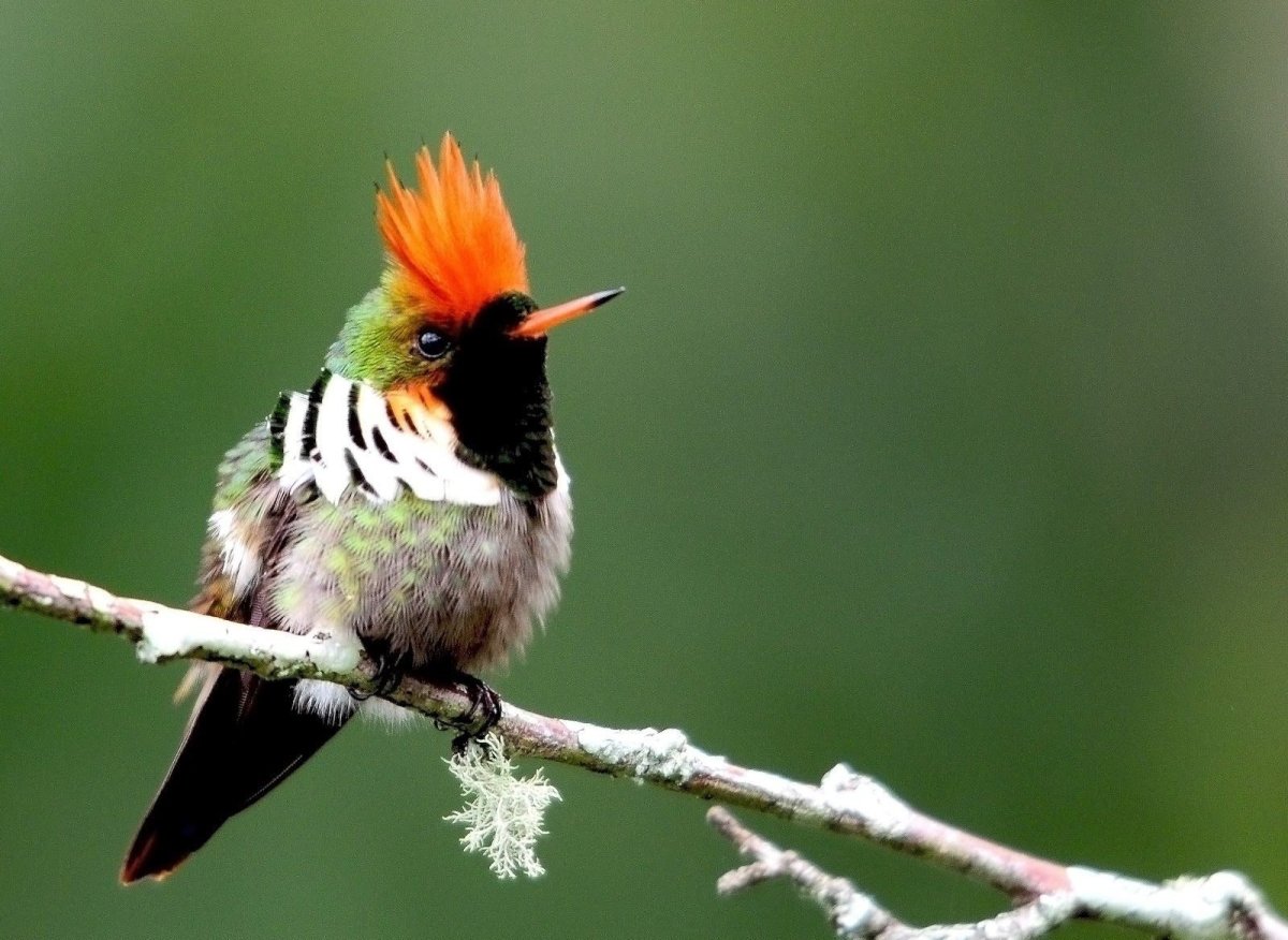 Lophornis magnificus