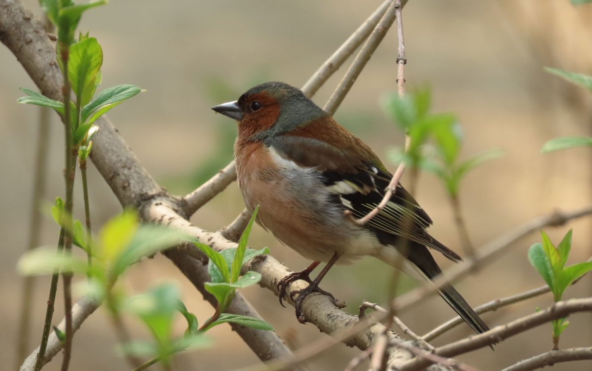 Fringilla COELEBS птица