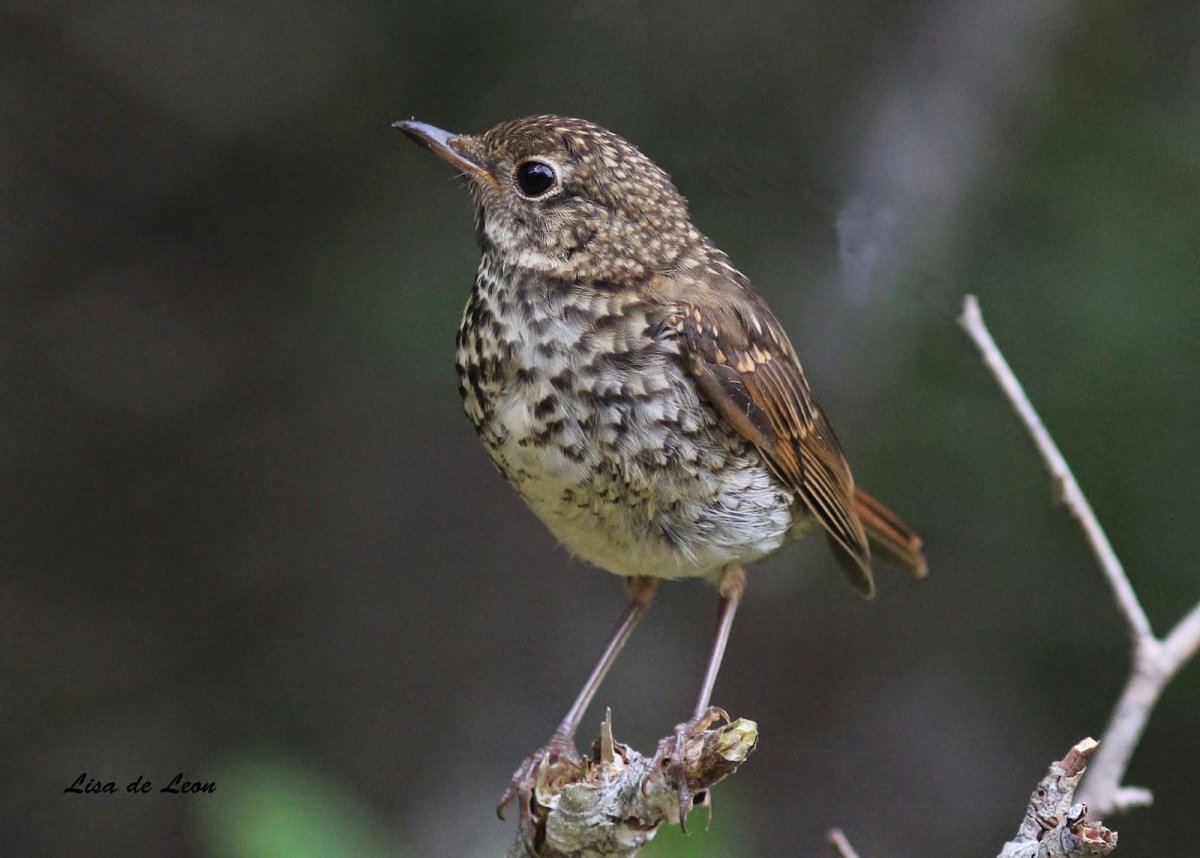 Серый Дрозд (Grey Catbird)