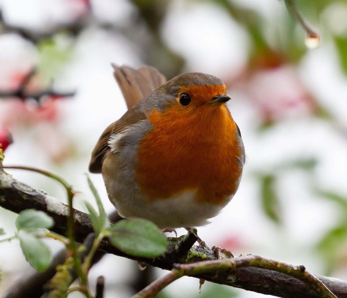 Robin Redbreast птица