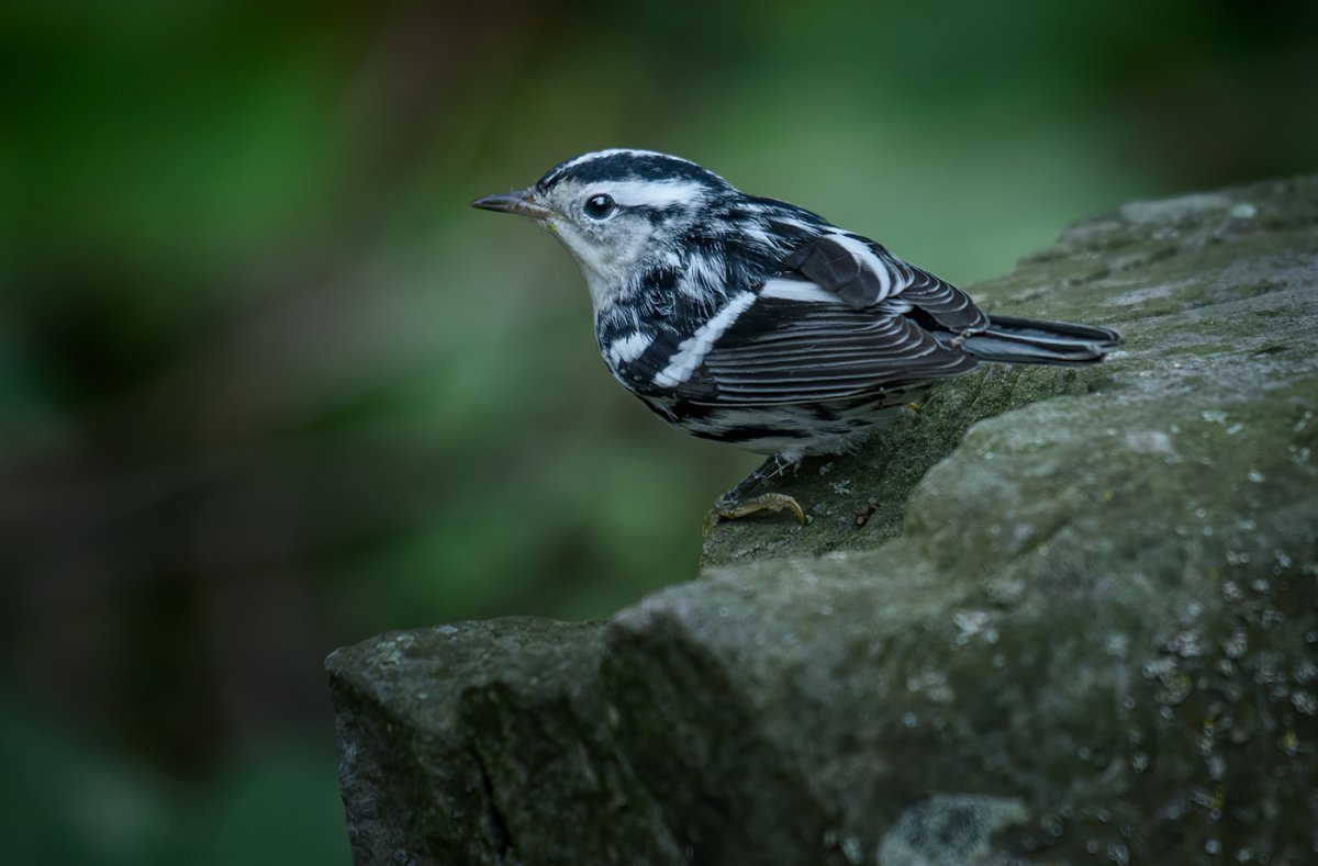 Пегий певун / Black-and-White Warbler (Mniotilta Varia)