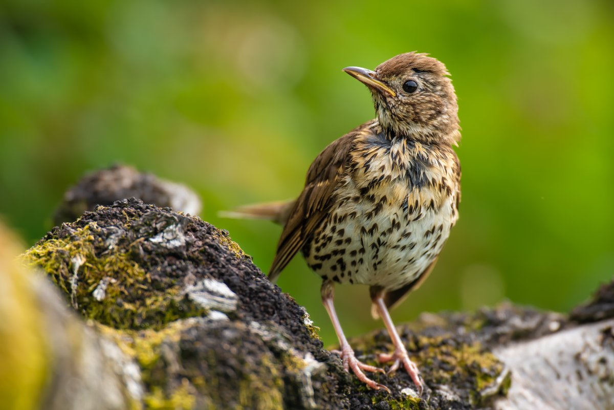 Певчий Дрозд летит