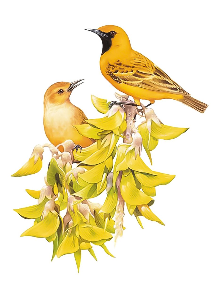 Иллюстрации с изображением птиц