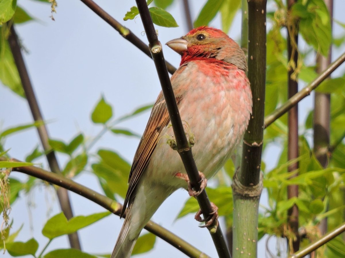 Певчие птички в Москве
