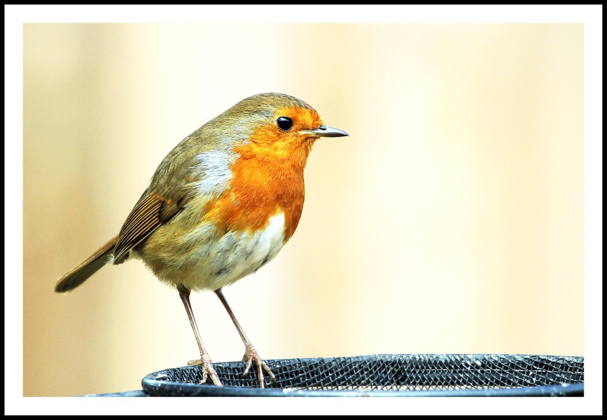 Японская Зарянка