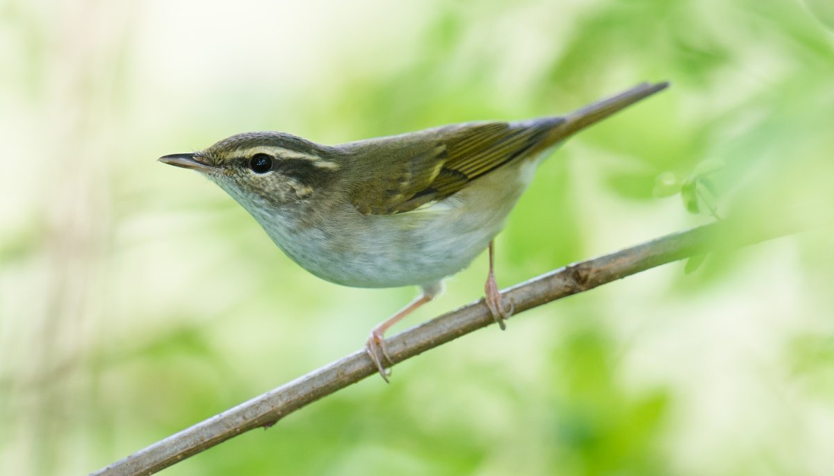 Маленькая серенькая певчая птичка