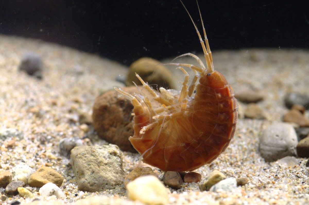 Эндемик Байкала гаммарус