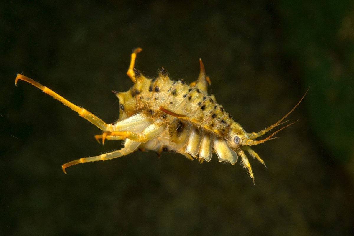Рачок эпишура Байкальская