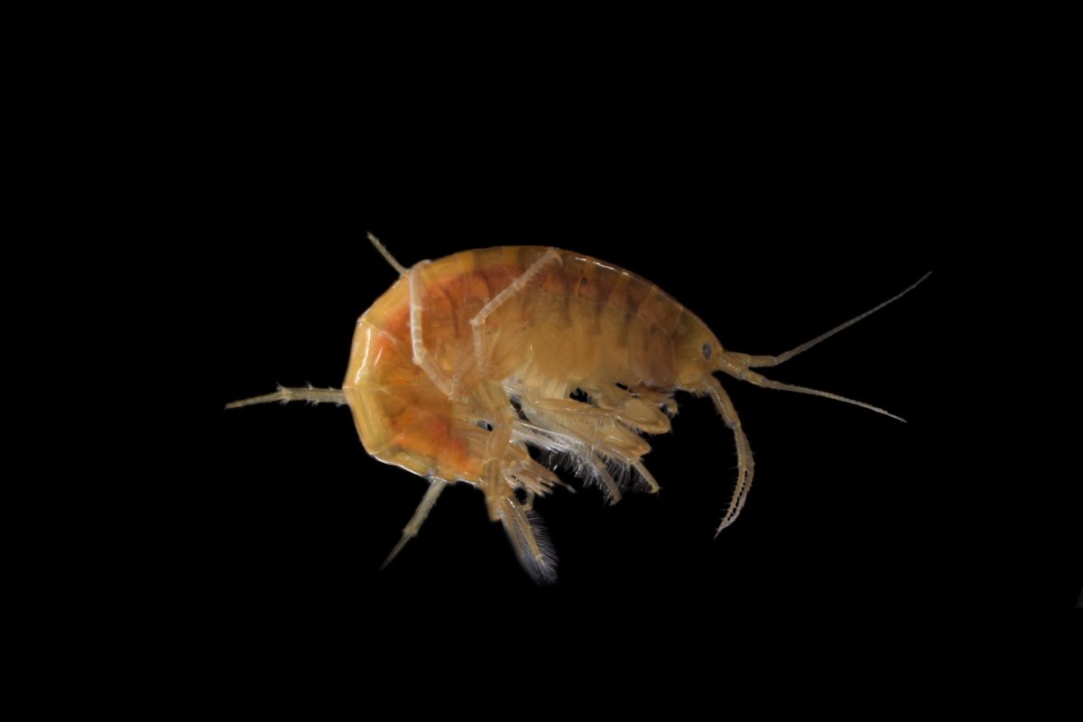 Гаммарус на Байкале