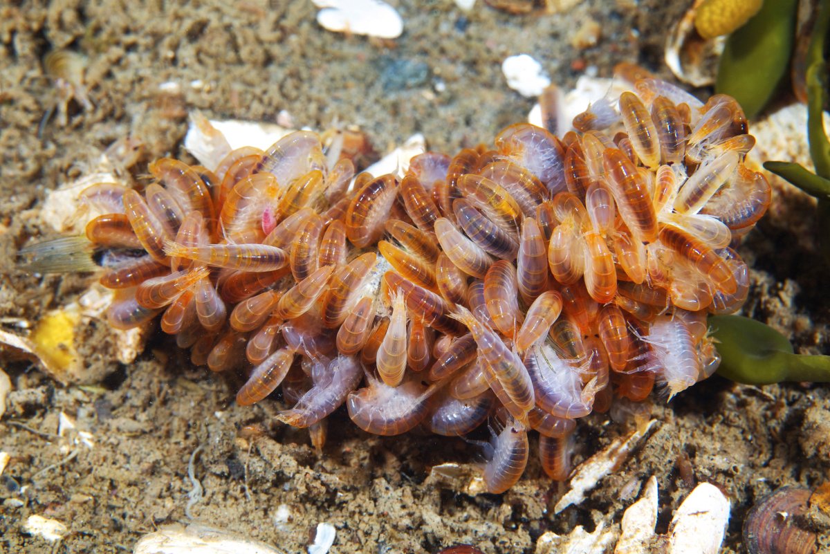 Рачок гаммарус