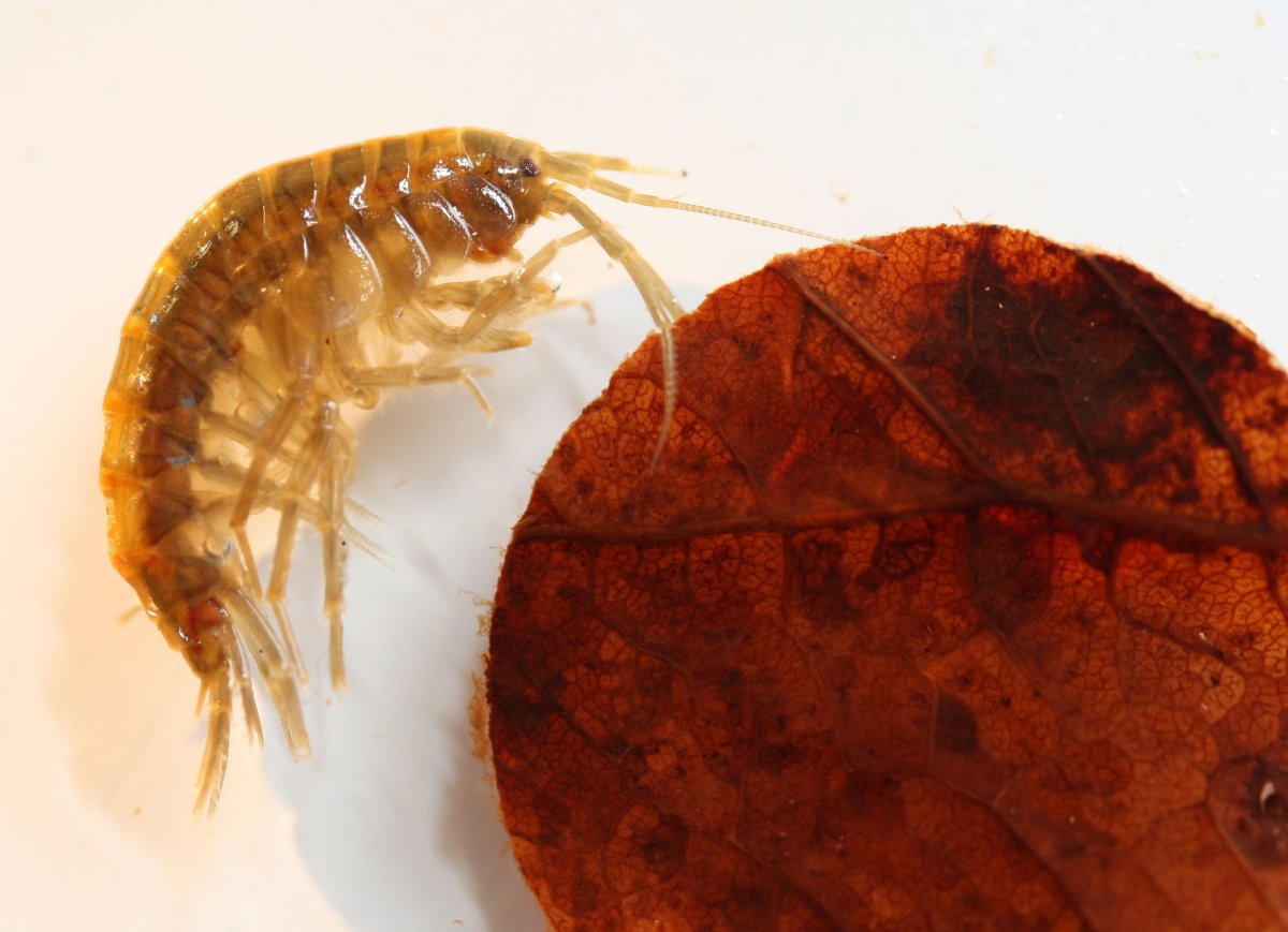 Гаммарус рачок бокоплав