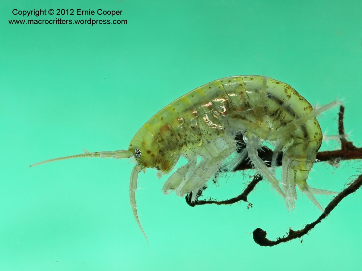 Гаммарус лакустрис