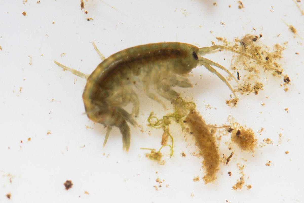 Бокоплав мормыш