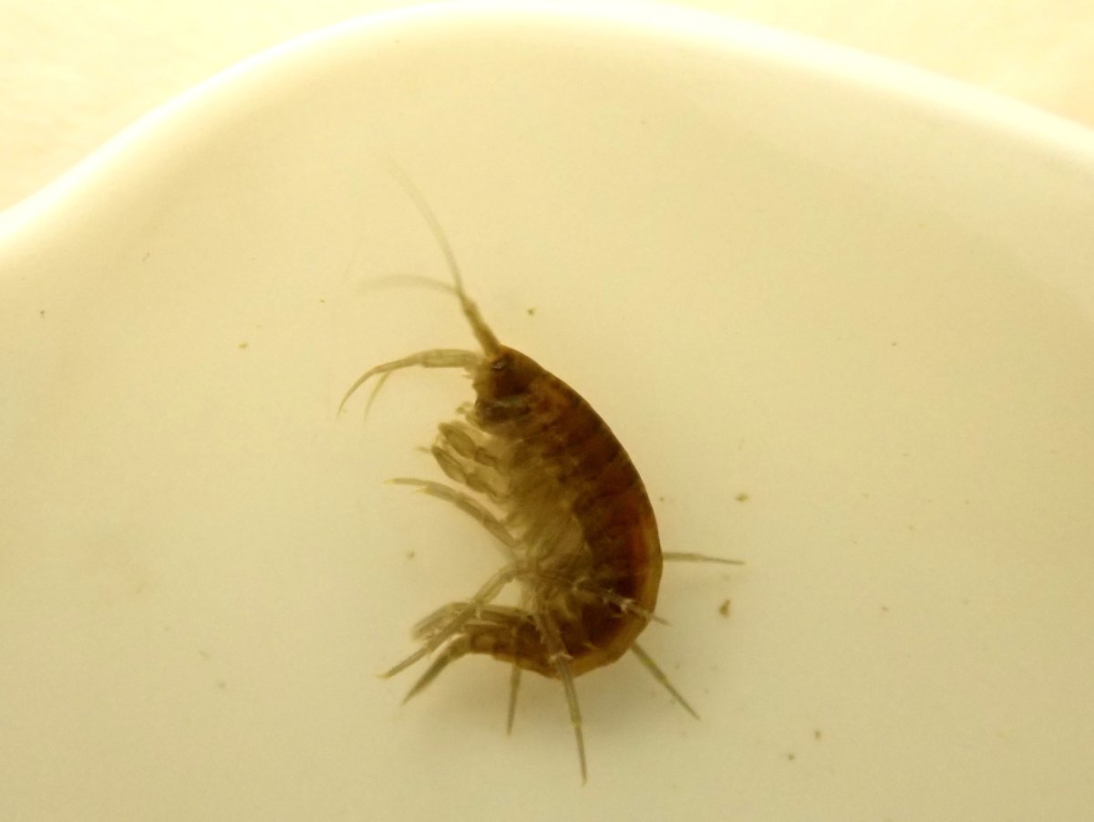 Гаммарус рачок бокоплав