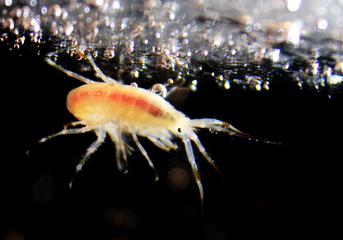 Бокоплав Байкальский