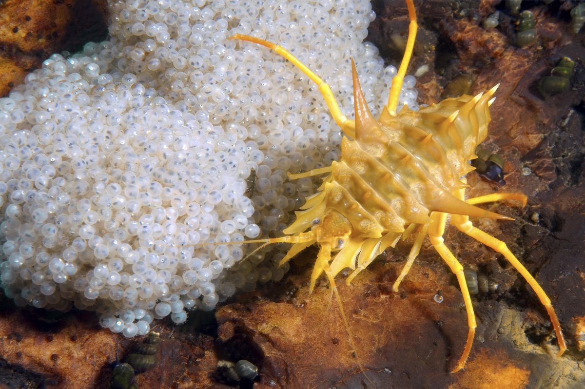 Эпишура эндемик Байкала