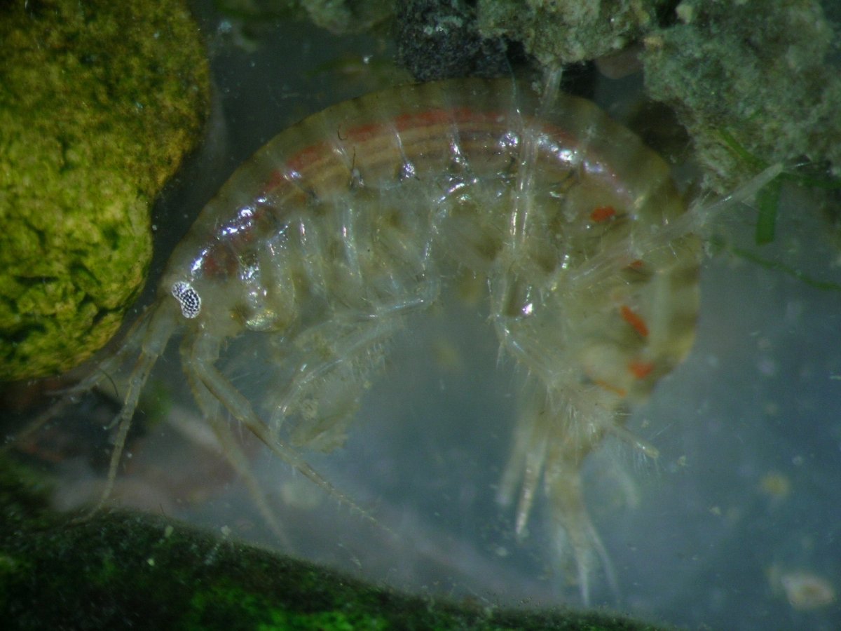 Аканта гаммарус