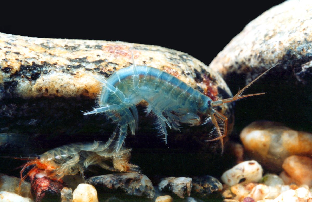 Байкальский рачок бокоплав