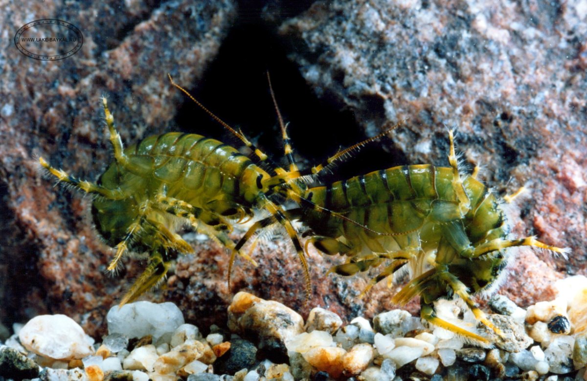 Байкал рачок эпишура