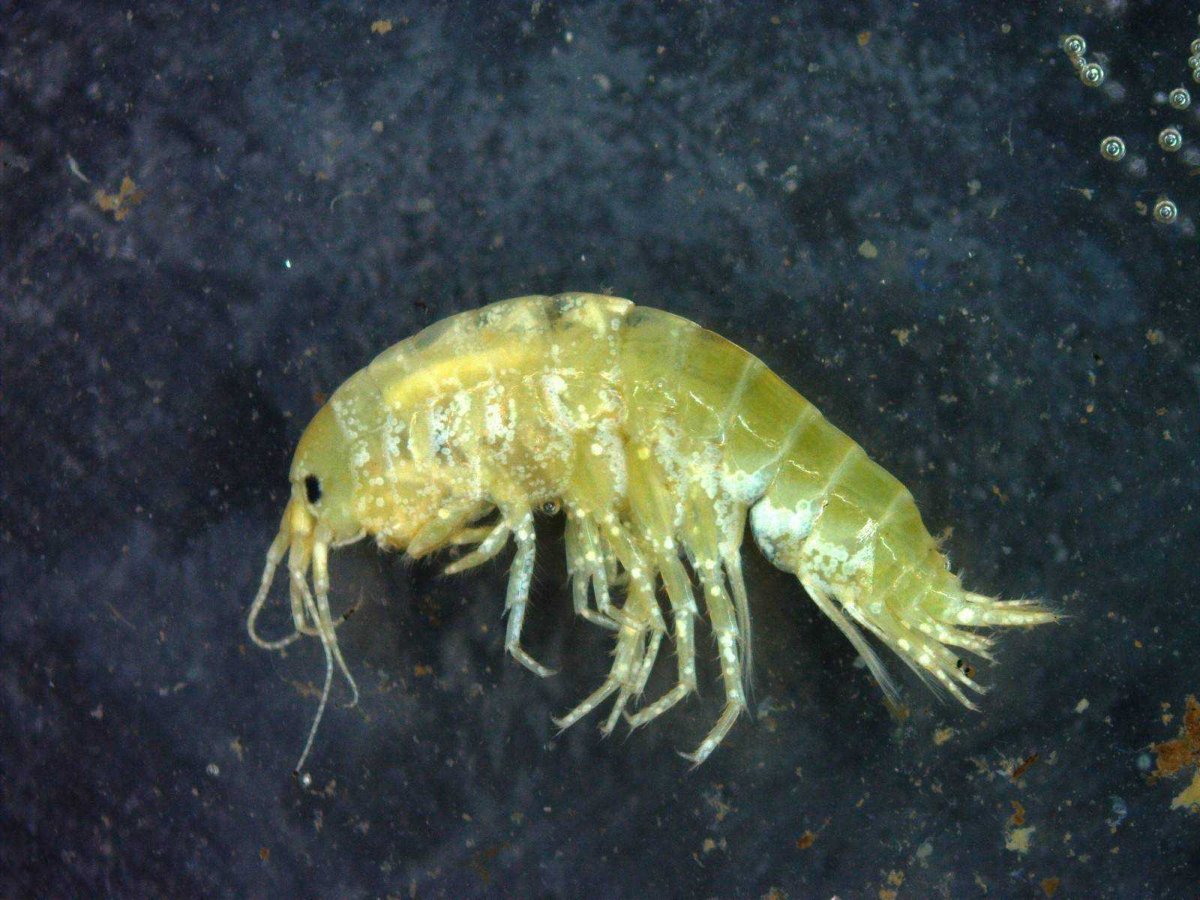 Рачок бокоплав мормыш