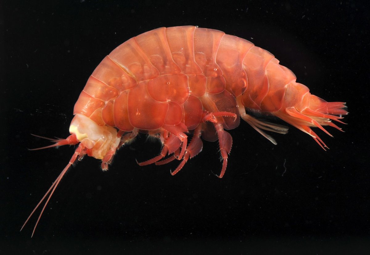 Рачок эпишура Байкальская