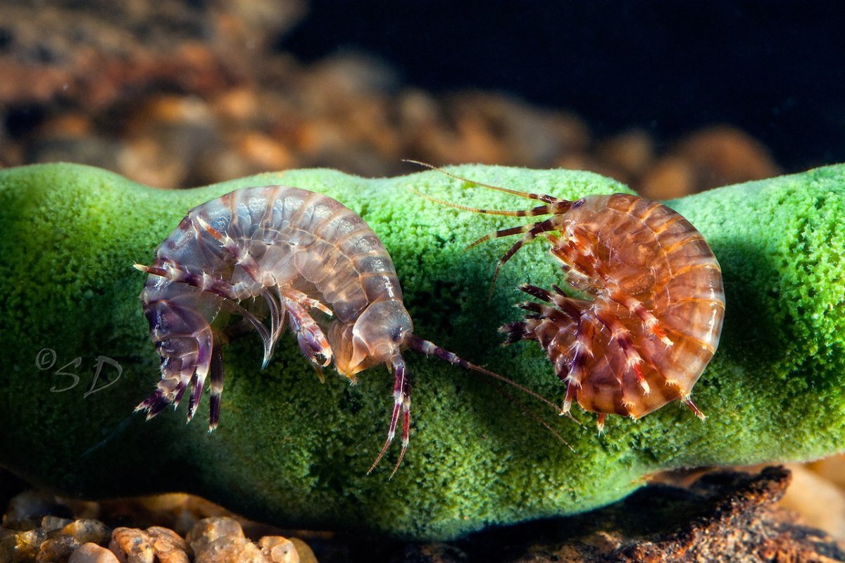 Эндемик Байкала гаммарус