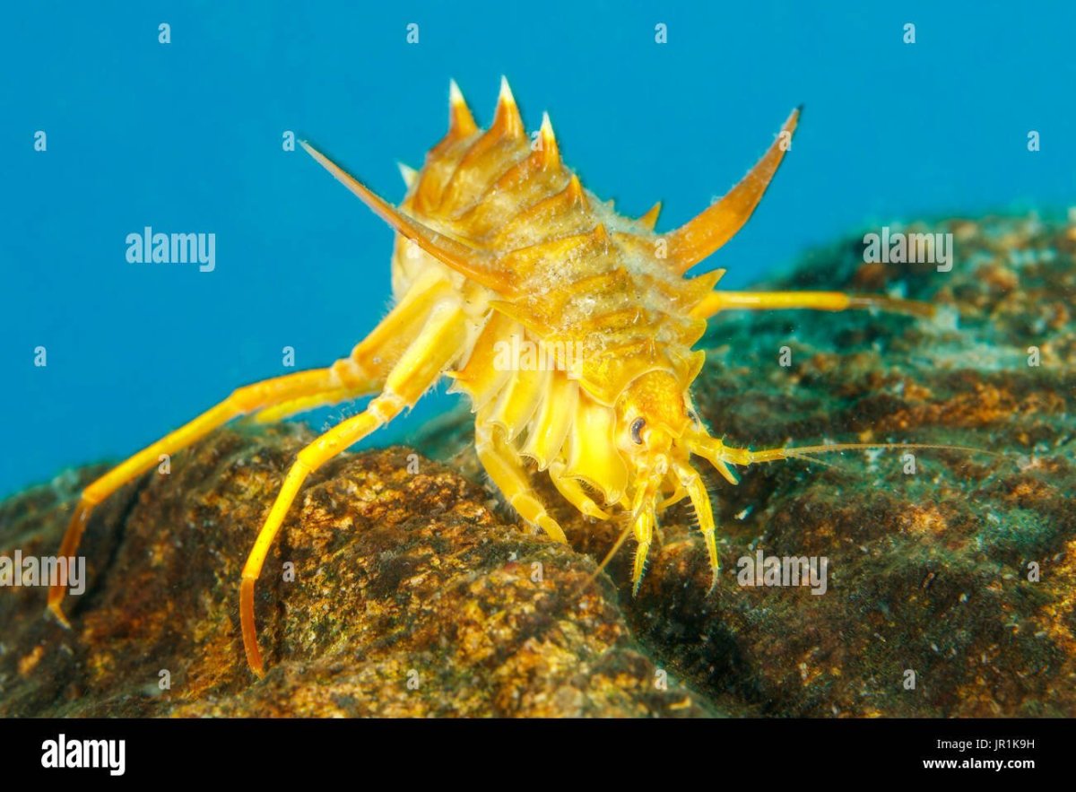 Гаммарус на Байкале