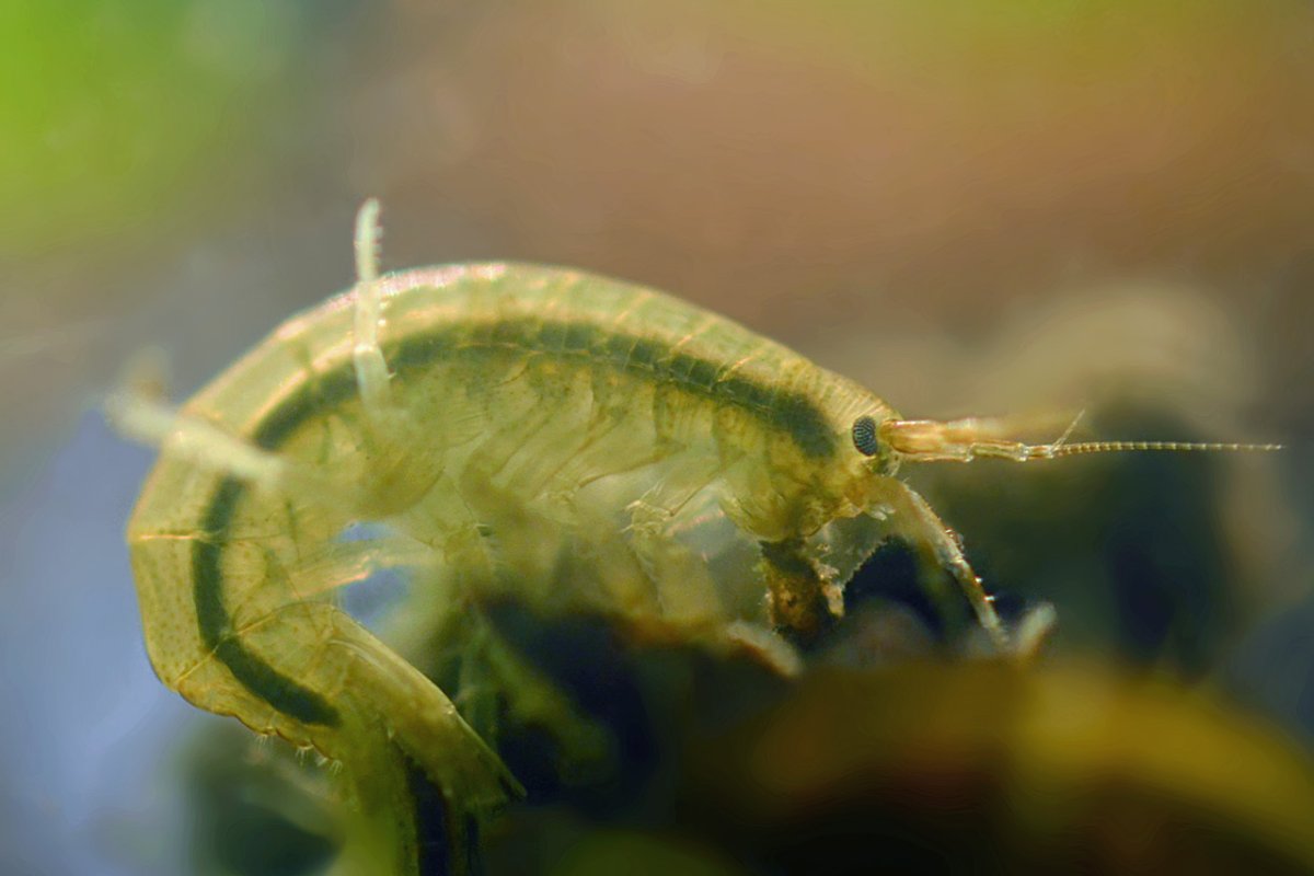 Гаммарус Байкальский