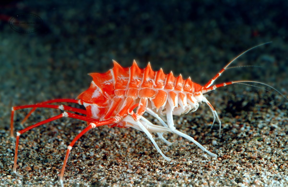 Рачок эпишура Байкальская