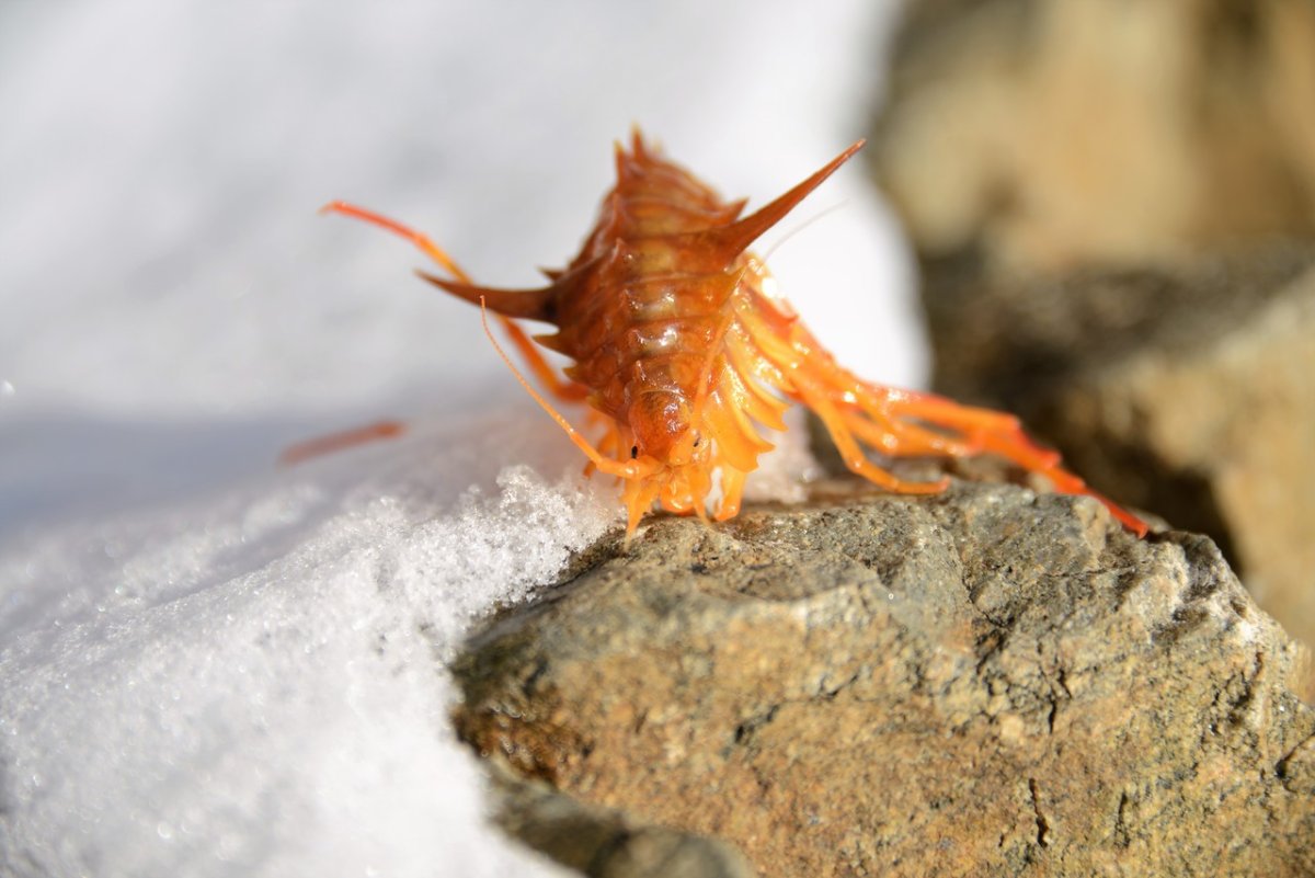 Озеро Байкал рачок эпишура