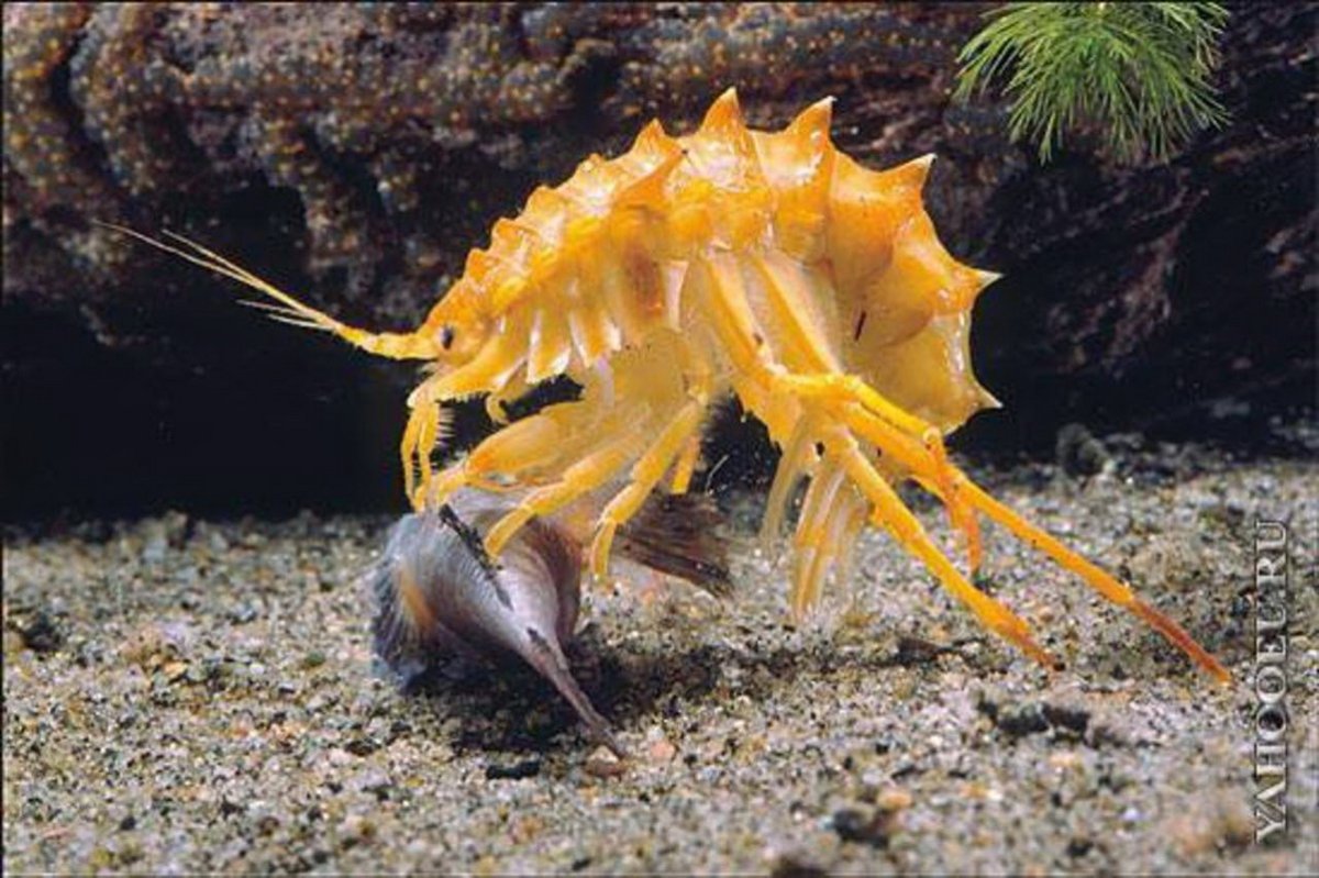 Байкальская эпишура